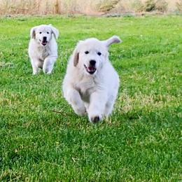 Golden Retriever Puppies from White Valley Goldens