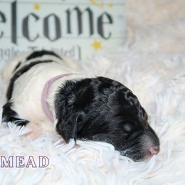 Bernedoodle Puppies from Atomic City Doodles