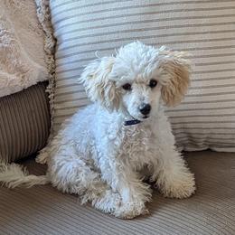 Maltipoo and Poodle Puppies from Cowgirl's Legacy Maltipoos