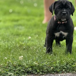 Cane Corso Puppies from Whiskey Stones Cane Corso
