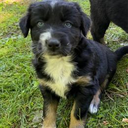 Fajita - Black tri-color female Australian Shepherd puppy in Tuftonboro, New Hampshire from Aussies Edge Farm