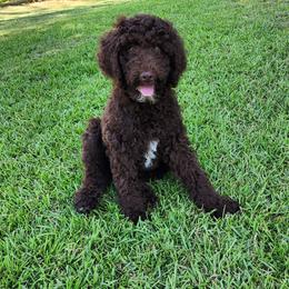 Mr Green - Chocolate male Goldendoodle puppy in Cumming, Georgia from Chattahoochee Kennels