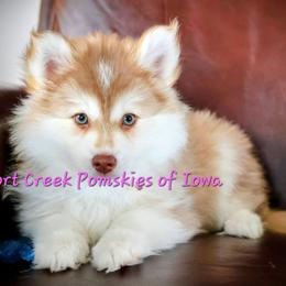 Red - Red and white male Pomsky puppy in Zearing, Iowa from Short Creek Pomskies of Iowa