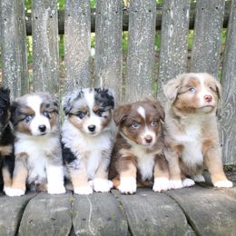 Miniature American Shepherd and Miniature Australian Shepherd Puppies from Impression Dogs