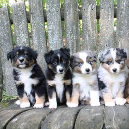 Miniature American Shepherd and Miniature Australian Shepherd Puppies from Impression Dogs