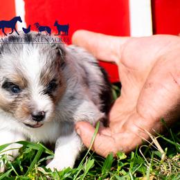 Miniature Australian Shepherds and Toy Australian Shepherds from Garretts Green Acres