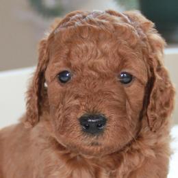 Brownie - Goldendoodle