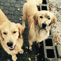 Golden Retrievers from Rainbow Goldens