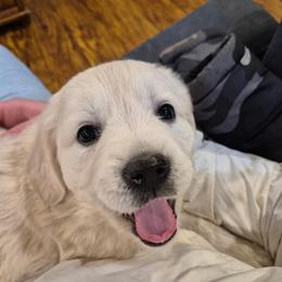 Rosie - Light golden female Golden Retriever puppy in Douglas, Wyoming from White River Retrievers