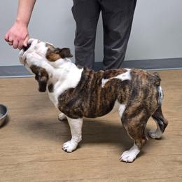 Patty - Bulldog