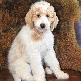 Lake - Parti male Goldendoodle puppy in Idaho Falls, Idaho from High Quality Goldendoodles