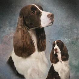 Cocker Spaniels and English Springer Spaniels from SEI
