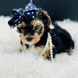 Girl 1 - Yorkshire Terrier puppy in San Jacinto, California from MILK & HONEY 3:13 DREAM YORKIES LLC
