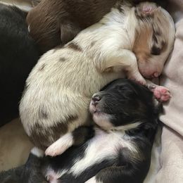 Australian Shepherds from AUSSIELIFEFARMS, LLC