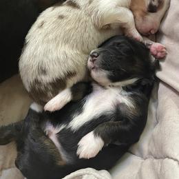 Australian Shepherds from AUSSIELIFEFARMS, LLC