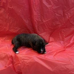 Lainey Wilson - Brindle female Boxer puppy in Willard, North Carolina from Boone’s Boxers of North Carolina