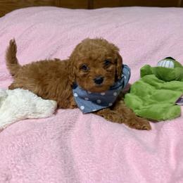 Teddy - Apricot male Goldendoodle puppy in Centralia, Missouri from Oodles Of Doodles Mo.