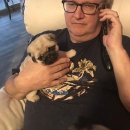 Pug Puppies from Pickwick Pugs