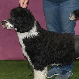 Jesse - Portuguese Water Dog