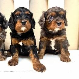 Bernedoodle, Cavapoo, Cockapoo, and Goldendoodle Puppies from Cactus Doods