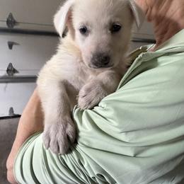 Avalon - White female German Shepherd puppy in Perkasie, Pennsylvania from Twila Ruth Herot