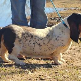 Pippy - Basset Hound