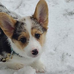 American Corgis from Val's Corgis