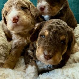 Grace - Brown female Bernedoodle puppy in California from Cam’s Doodlez
