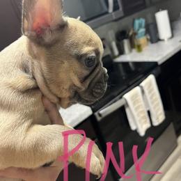 French Bulldog Puppies from DDV French Bulldogs