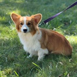 Birdie - Pembroke Welsh Corgi