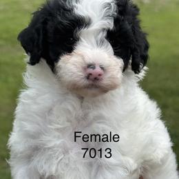 Rose - Parti female Goldendoodle puppy in Arcadia, Florida from KnuDawn Goldendoodles