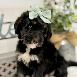 Miss Mango - Tri-color female Bernedoodle puppy in Hegins, Pennsylvania from Bubbling Springs Doodles, LLC