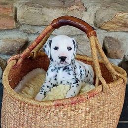 Ms. Green - White and black female Dalmatian puppy in Troutville, Virginia from Mountain Pass Barn