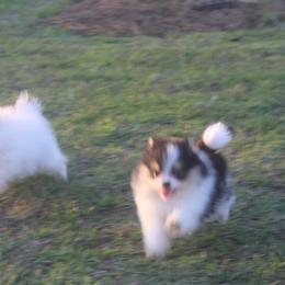 Lilith - Cream female Pomeranian puppy in Andrews, South Carolina from Purple Diamonds Kennel