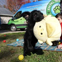 Korban - Rehoming - Black male Black Russian Terrier puppy in Charleston, West Virginia from Louisov Kennel