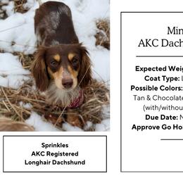 Dachshund puppies from Doodles of Oz