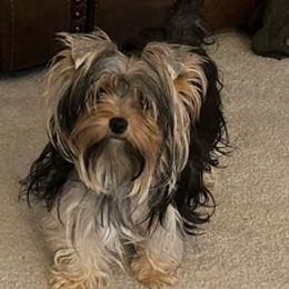 Cavalier King Charles Spaniels and Yorkshire Terriers from Bev’s Babies