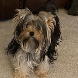 Cavalier King Charles Spaniels and Yorkshire Terriers from Bev’s Babies