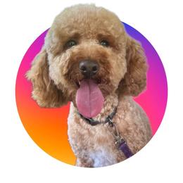 Cody - Goldendoodle