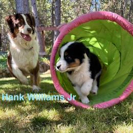 Australian Shepherd Puppies from Abigail’s Angels Australian Shepherds