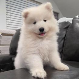 Arrow - White and biscuit female Samoyed puppy in West Jordan, Utah from Rocky Mountain Samoyeds