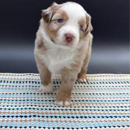 Parker - Red merle male Miniature Australian Shepherd puppy in Covington, Pennsylvania from Rigas Mini Aussies LLC