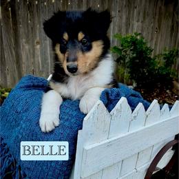 Belle - Black white and tan female Collie puppy in Lubbock, Texas from Lonestar Country Collies