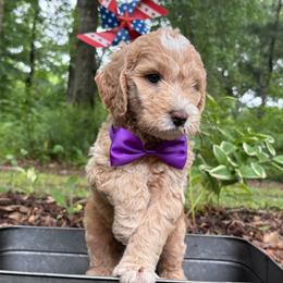 Curious George - Red  male Goldendoodle puppy in Camden, North Carolina from Oopsie Doodles of NC