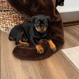 Rose - Black and mahogany female Rottweiler puppy in Parker, Colorado from Denver Rotties