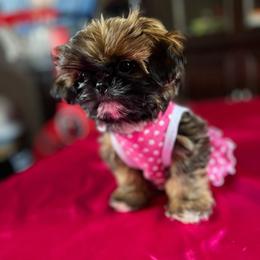 Oreo - Tricolor female Shih Tzu puppy in Puyallup, Washington from Sugar and Spice Shih Tzu
