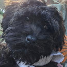 Corduroy - Black and tan male Cockapoo puppy in West Point, Mississippi from Golden Paws