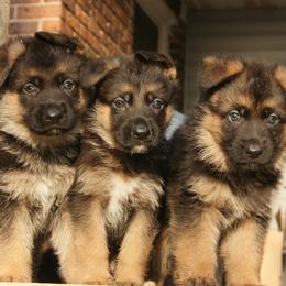 Australian Shepherd Puppies from Waldo German Shepherd Dogs