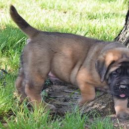 Mastiff Puppies from Mastiffs of Middle Earth