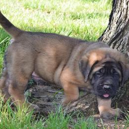 Mastiff Puppies from Mastiffs of Middle Earth